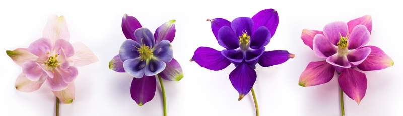 columbine, plant, purple, no people, color, 8K, genus, bouquet, spring, flowers, flower arrangement, ranunculaceae, bunch of flowers, color gradation