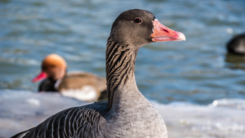 water, two animals, animal, vertebrate, 4K, bird, lake, no people, group of animals, goose, close-up, nature, animal themes, animals in the wild, swimming