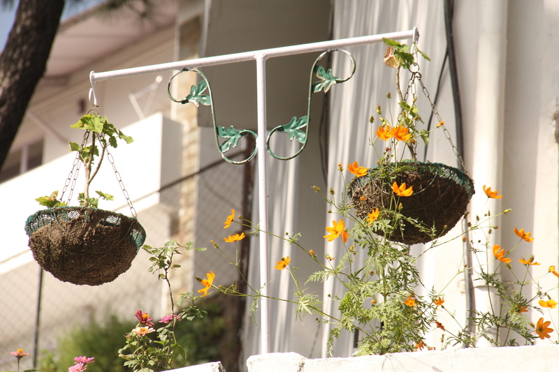young, freshness, focus on foreground, close-up, potted plant, growth, flowering plant, lifeline, outdoors, green color, flower, flower pot, hanging, pot