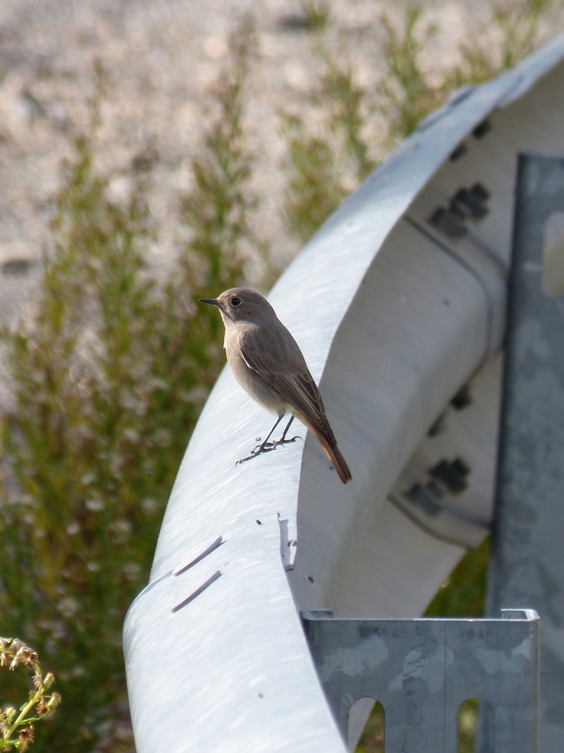 guardrail, perching, smoked, holding, plant, outdoors, nature, one animal, people, vertebrate, black redstart, 2K, focus on foreground, close-up, animal wildlife