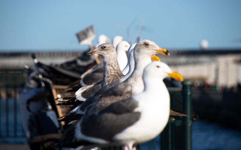 nature, animals in the wild, two animals, selective focus, water, clear sky, focus on foreground, harbor, wild, no people, 4K, sea, close-up, gull, animal wildlife