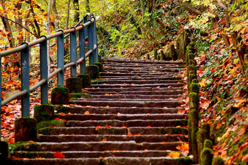 steps and staircases, direction, architecture, railing, tree, steps, leaf, guardrail, 1080P, Outdoors, day, Nature, concrete, brown, land, winding, plant