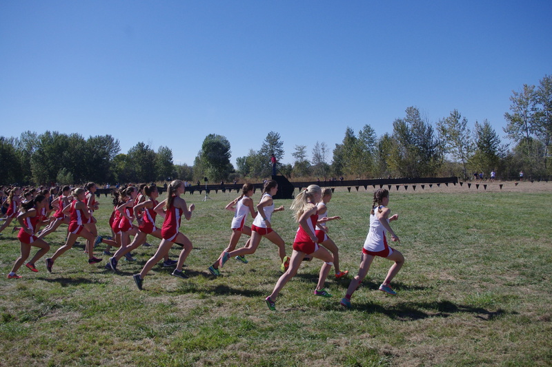 grass, athlete, starting line, large group of people, group of people, men, start, xc, runners, exercising, leisure activity, race, running race, tree