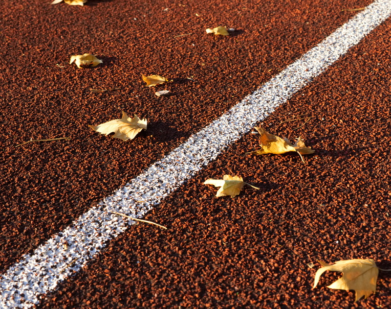 transportation, autumn, close-up, athletics, brand, sunlight, yellow, fitness, movement, marking, animal, plant part, leaves, high angle view, racecourse