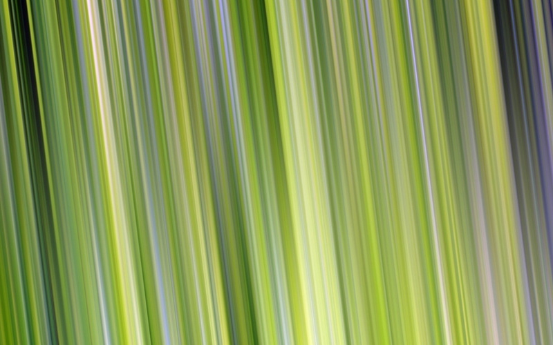 palm tree, growth, color Image, outdoors, vibrant Color, nature, shape, tropical climate, computer Graphic, plant part, design, freshness, decoration, pattern