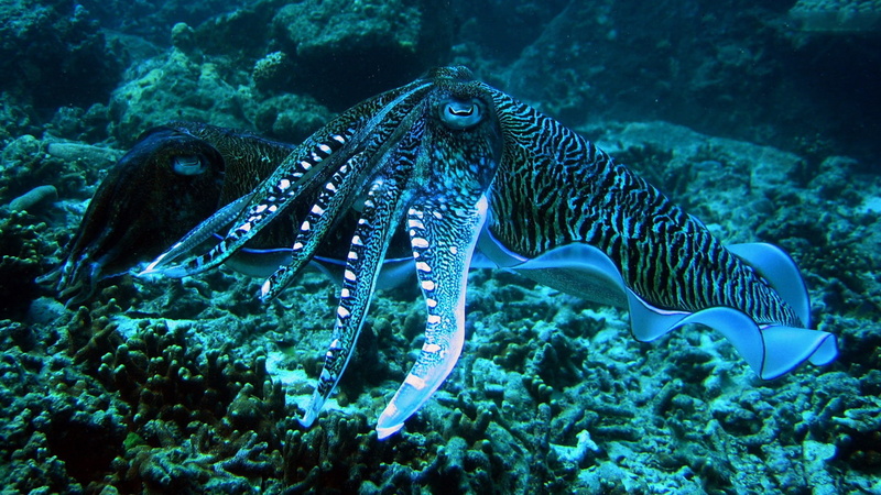 andaman, 1080P, rings, cuttlefish, sea, desktop, thailand, hd, blue