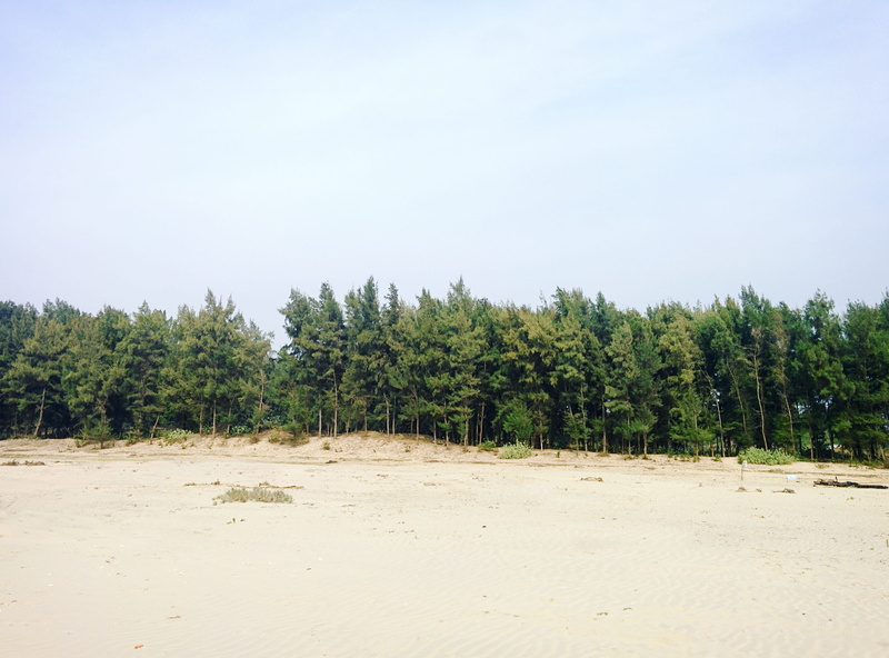no people, land, green, non-urban scene, 2K, nature, landscape, kolkata, clear sky, whitesand, beach, forest, tranquil scene, field, environment, plant