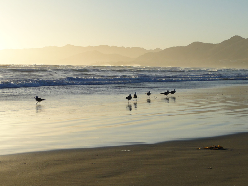 Usa, sunset, Seagull, land, Ocean, reflection, nature, sky, no people, animals in the wild, beach, non-urban scene, scenics - nature, bird, water, animal themes