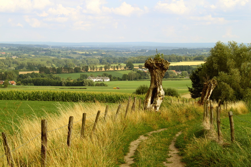 grass, grass field, land, tranquility, idyll, marl country, agriculture, growth, fence post, vision, day, path, lane, rural scene, wood pile, nature, summer
