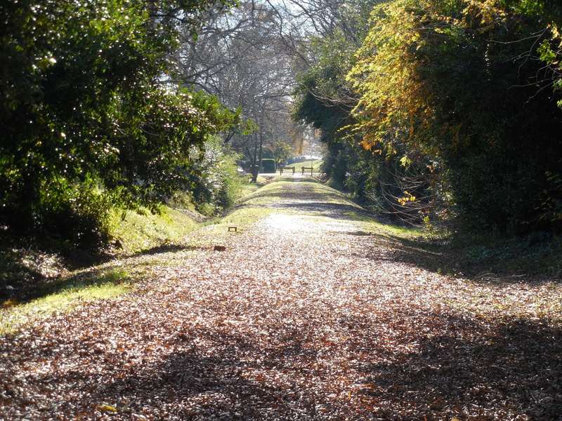 sunlight, bicycle, walking, recreation, change, leisure, nature, tranquil scene, green Color, line, tree, roadside, route, no People, diminishing perspective