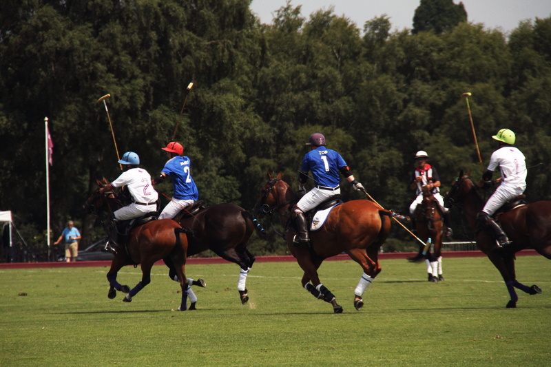 activity, games, horseback riding, running, livestock, 4K, horses, polo, sport, outdoors, pets, group of people, horse, riding, game, competition, mammal