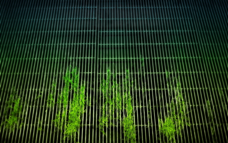 1080P, close-up, grid, metal, leafed, growth, plants, no people, green, leaf, nature, backgrounds, low angle view, architecture, sunlight, day, green color
