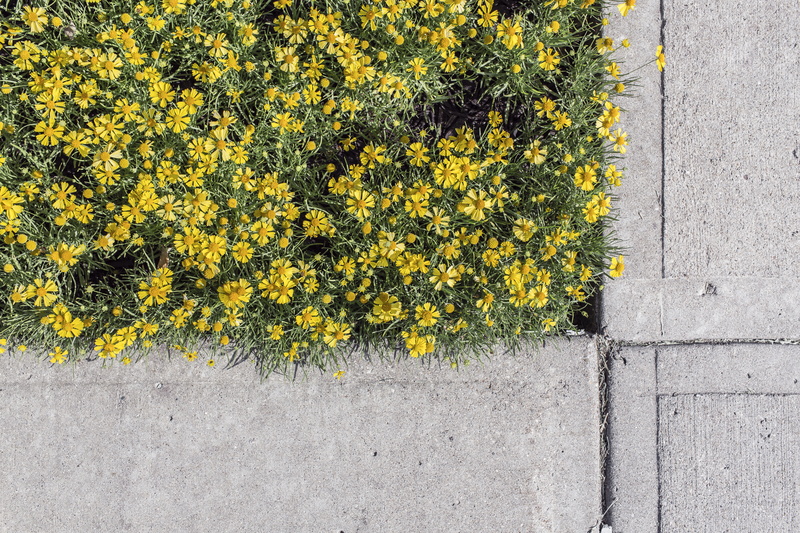 vulnerability, footpath, yellow, gray, near, outdoors, freshness, flower head, green Color, plant part, concrete, contrast, flowering plant, plant, city