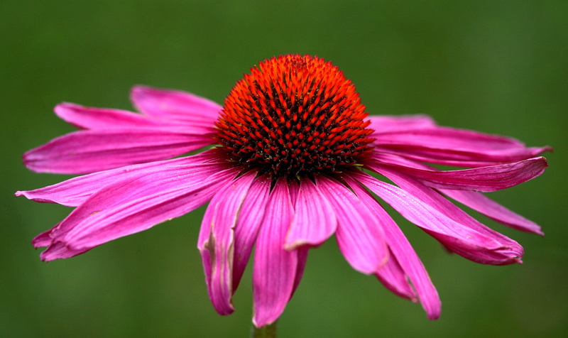 petal, pink, close-up, petals, Coneflower, Blossoms, petaled, Bokeh, closeup, Wednesday, plant, Awesome, flower, summer, nature, photo, 2K
