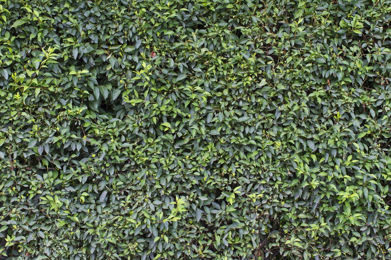 vertical, environment, day, high angle view, growth, tranquility, sample, 5K, green color, summer, the structure of the, plant part, sheet, background