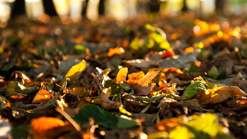 afternoon, fallen, wednesday, autumn, leaves, 1080P
