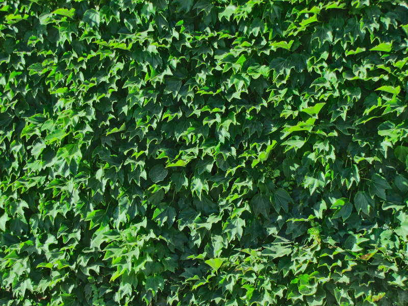 green color, wall, high angle view, ornament, beauty in nature, backgrounds, background, flora, outdoors, Texture, land, Green, leaves, day, nature, plant part