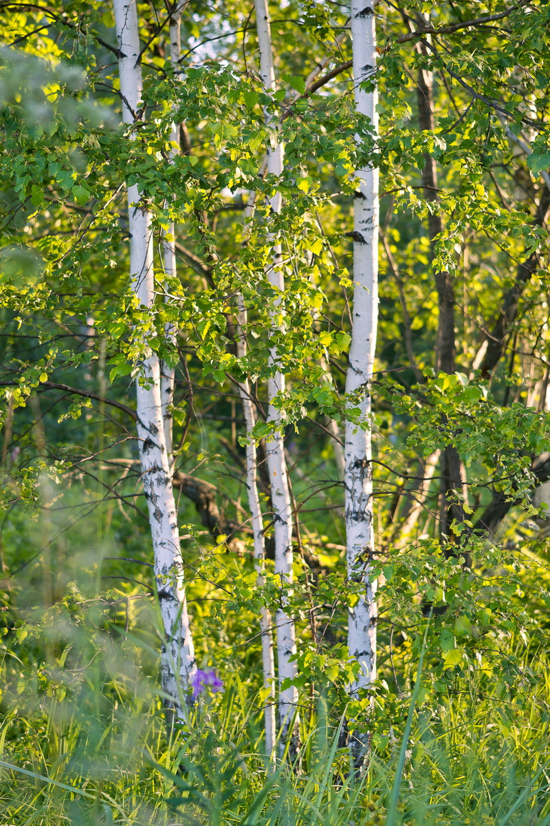 environment, freshness, day, beauty, tranquil scene, white, tree, sunlight, color, branch, outdoors, sunny, 5K, green, grass, birch, lush, beauty in nature