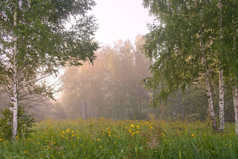 in the morning, leaves, colorful, field, green color, natural, park, no people, forest, outdoor, birch, lush, day, grass, wednesday, beauty in nature, sunny