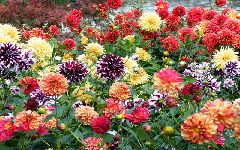 hd, color, flowers, every, 2K, dahlias, background