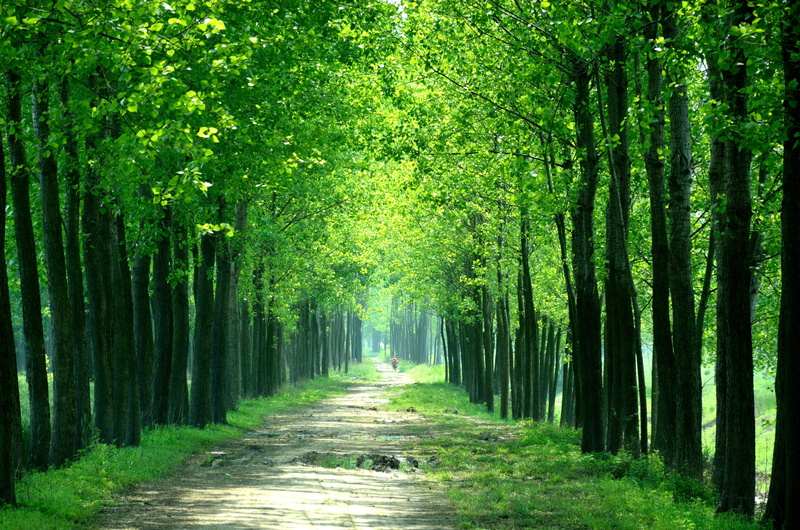 day, in rural areas, outdoors, direction, woodland, farm, greenway, tranquil scene, Every Day, beauty in nature, no people, 4K, tree, tranquility, Views