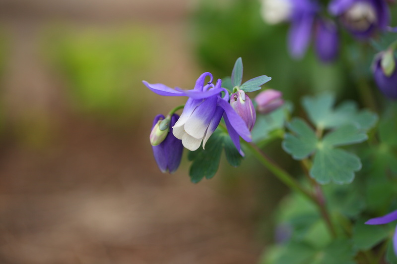 flower head, vulnerability, every claw, spring, focus on foreground, day, stone flower, flowers, close-up, flowering plant, inflorescence, petal, selective focus