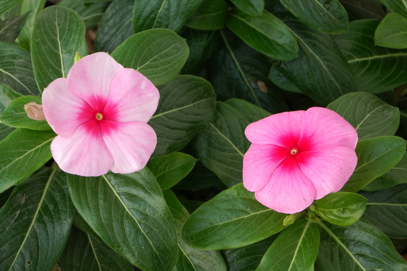 green Color, 5K, day flowers, blossom, pink, freshness, petunia, flower Head, flower, 2, leaf, day, plant, fragility, open every day, spring every day