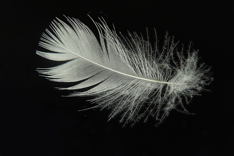 simplicity, white, close-up, single object, indoors, nature, down, feather, fragility, lightweight, slightly, softness, vulnerability, pattern, float, wispy
