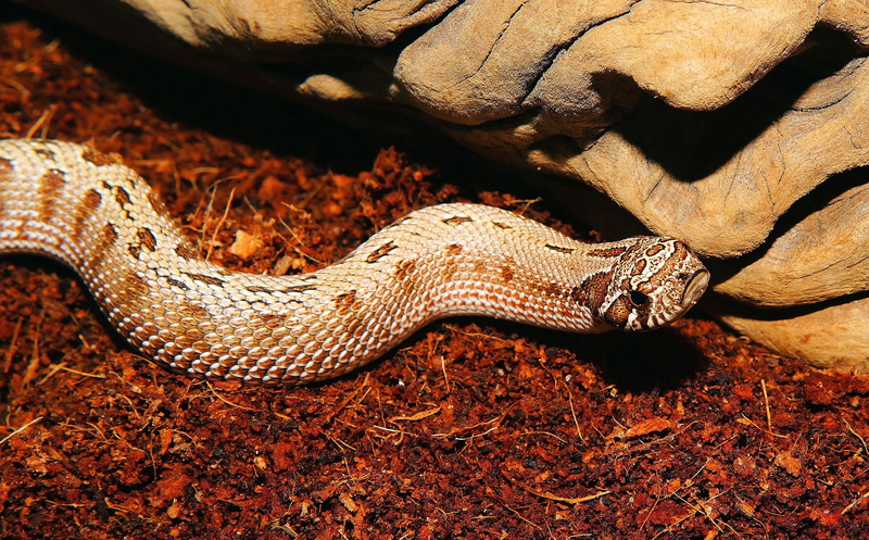 slightly toxic, outdoors, mexico, snake, warning sign, vertebrate, day, poisonous, animals in the wild, animal scale, viper-like, heterodon nasicus, rainforest