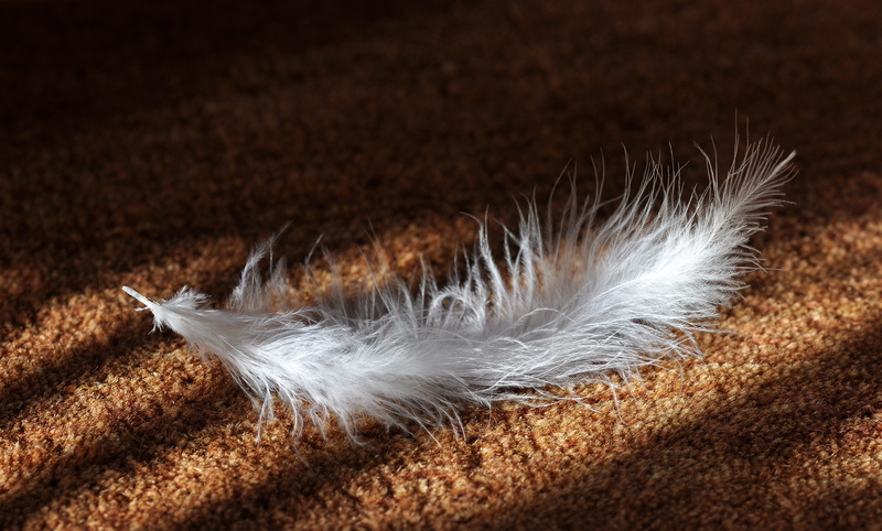 lightweight, fragility, surface, studio shot, softness, white, 4K, animal body part, indoors, airy, brown, slightly, fluffy, ground, fabric, sunlight
