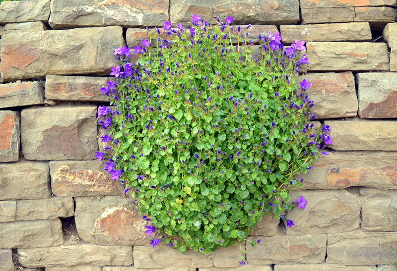 blue, beauty in nature, vulnerability, wall, campanulaceae, purple, flower pot, brick, bloom, green color, nature, day, flower, 4K, fragility, bellflower