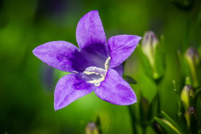 plant, inflorescence, dalmatian bellflower, stamen, selective focus, aster-like, selective, petal, no people, growth, flower, nature, bellflower, outdoors