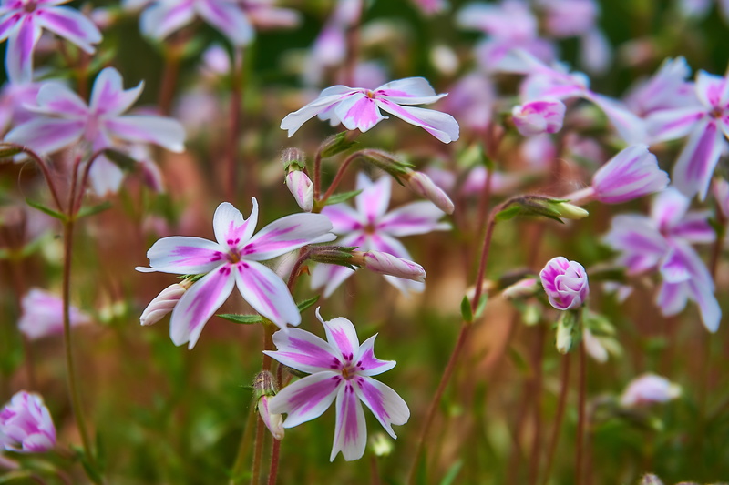 vulnerability, pollen, pink and white, nature, striped, plant stem, floral, inflorescence, carpet phlox, cushion flower, flower head, pink, phlox, flowers
