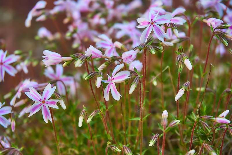 5K, phlox, freshness, day, herb, beauty in nature, plant stem, shrub, growth, focus on foreground, plant, flowerbed, petal, no people, pink, flowers, flower