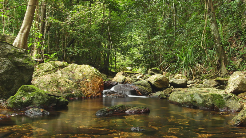 tranquility, trees, rocks, stream, river, rock, wild, growth, waterfront, landscape, peaceful, park, travel, environment, fall, national, natural depression