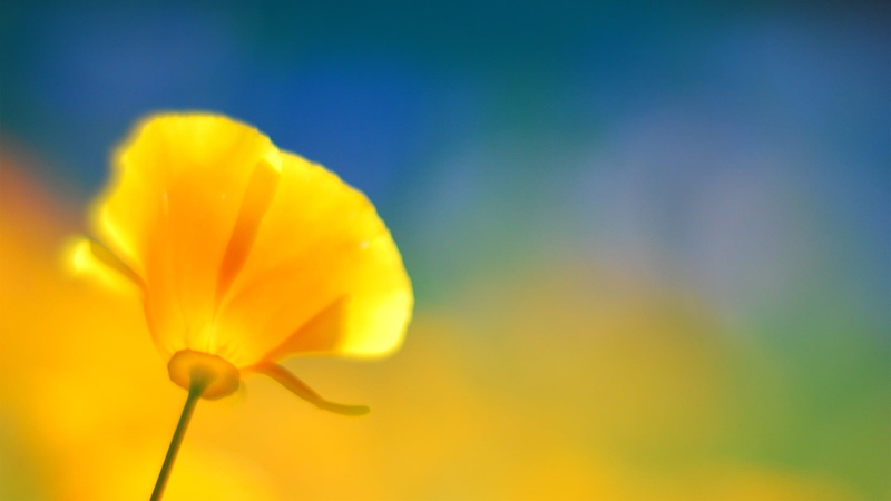 yellow flowers, close-up, plant stem, vulnerability, fragility, flowers, freshness, outdoors, poppies, petaled, flowering plant, no people, inflorescence
