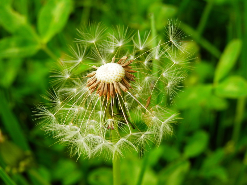 backgrounds, single Flower, focus on foreground, plant, fragility, softness, outdoors, white, growth, macro, meadow, botany, nature, close-up, no People