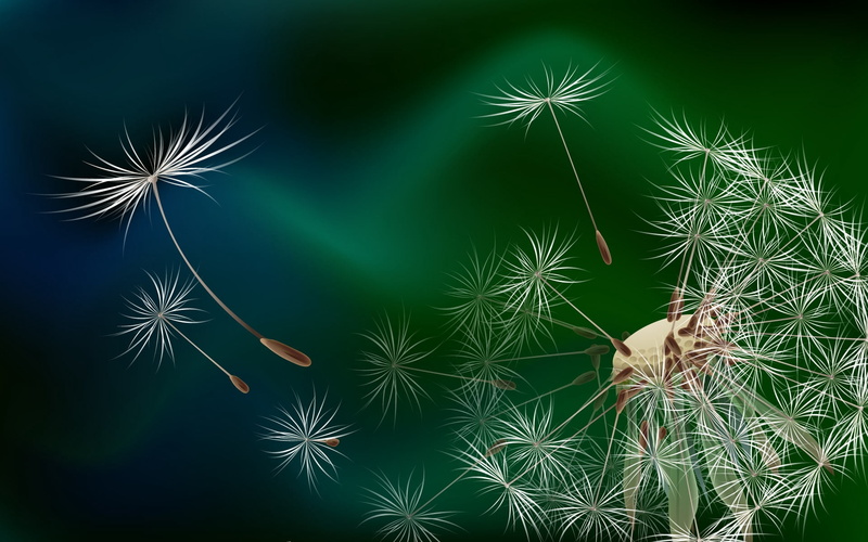 dandelion seed, 1080P, growth, dandelion, firework - Man Made Object, studio shot, event, succulent plant, bright, leaf, cactus, outdoors, fly, black Color