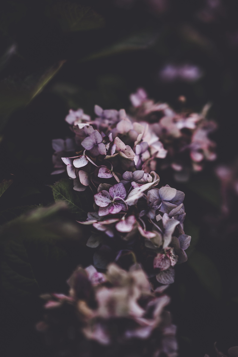 plant, delicate, backgrounds, natural, purple, lilac, freshness, dark, no People, pink Color, blossom, close-up, nature, petaled, close, botany, season