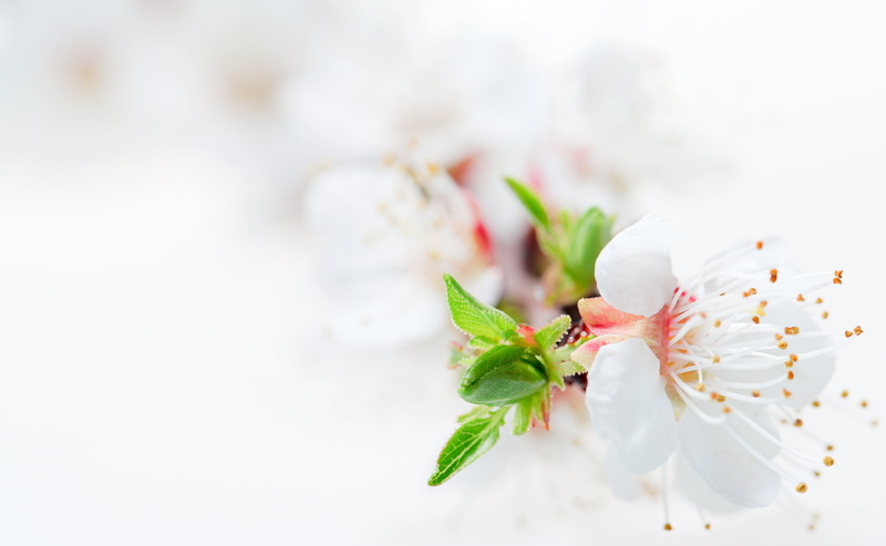 celebration, romance, blossoming, wedding, botany, no people, flower petals, season, flower Head, flower, branch, petal, fragility, flowers, plant part