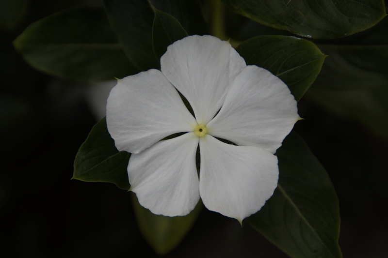 growth, inflorescence, plant part, no people, white color, outdoors, flower head, blossom, plant, bloom, focus on foreground, White Flower, periwinkle
