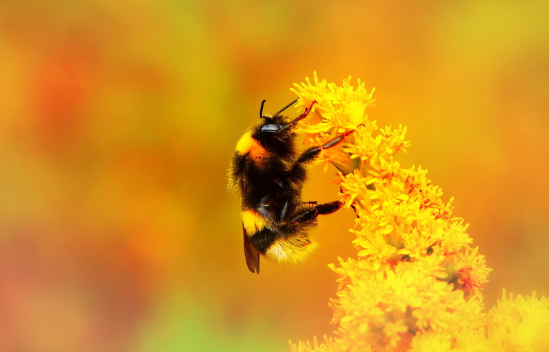 petal, close-up, invertebrates, bee, at the court of, no people, animals, one animal, plant, yellow, vegetation, antennae, flower head, freshness, autumn