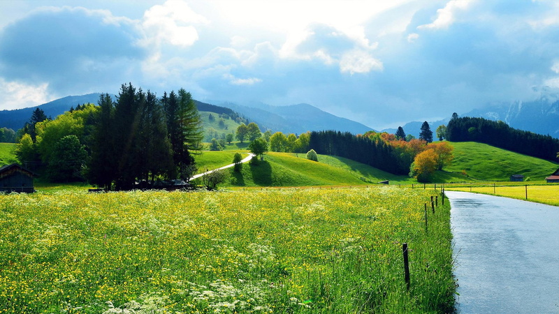 houses, small houses, small, roads, scenery, 1080P, beautiful scenery, beautiful, forests, flowers, woods, grass, green grass, green