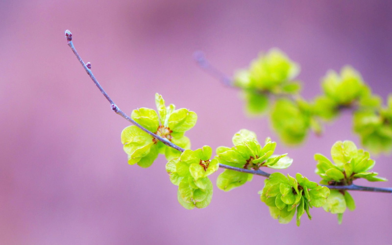 flowers, beautiful, outdoors, nature, close-up, green color, flower head, wa, vulnerability, flowering plant, purple, beauty in nature, photography, green
