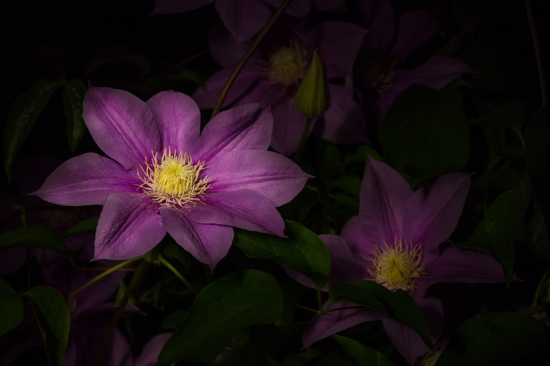 flowering plant, inflorescence, flower, blossom, close-up, pollen, bloom, petal, flower Head, nature, growth, yellow, pink, flowers, plant part, purple