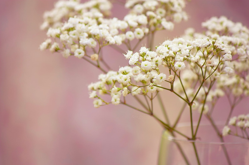 flowers, small, branch, 1080P, white, baby 039 s, breath