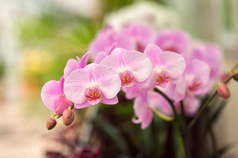 floral, Denver Botanic Gardens, orchid flower, photography, flower, shallow focus, Orchids, 5K, focus, shallow, Colorado, pink, flowers, orchid