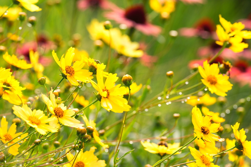 flowers, plant, Colorado, flower, Denver Botanic Gardens, photography, Summer, outdoors, nature, shallow, 5K, yellow, floral