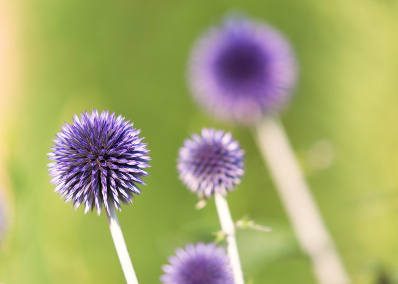 selective, purple, 5K, macro, plant, Denver Botanic Gardens, closeup, close-up, flower, summer, floral, selective focus, photography, green Color, Fireworks