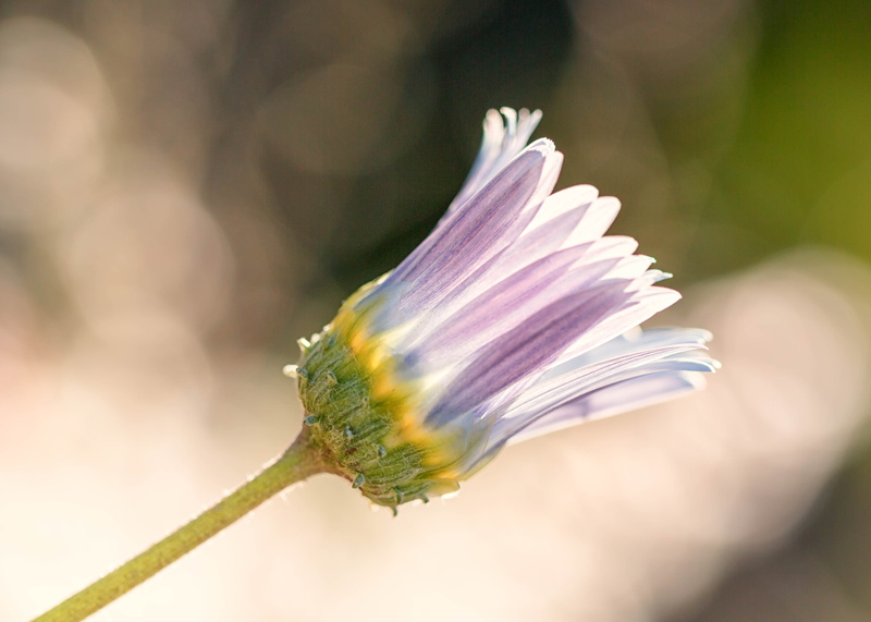 summer, closeup, macro, Colorado, close-up, white flower, purple, shallow focus, nature, plant, flower Head, single Flower, bud, flower bud, 4K, floral